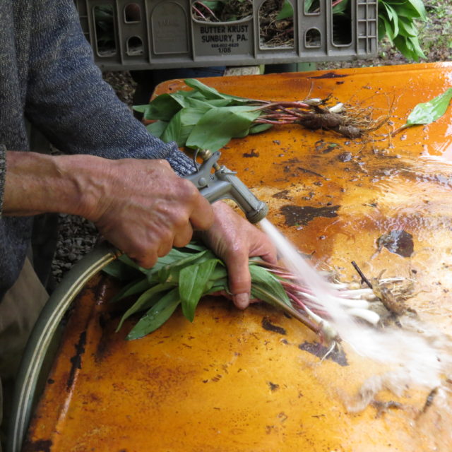 Helvetia Ramp Dinner ElkinsRandolph County Tourism