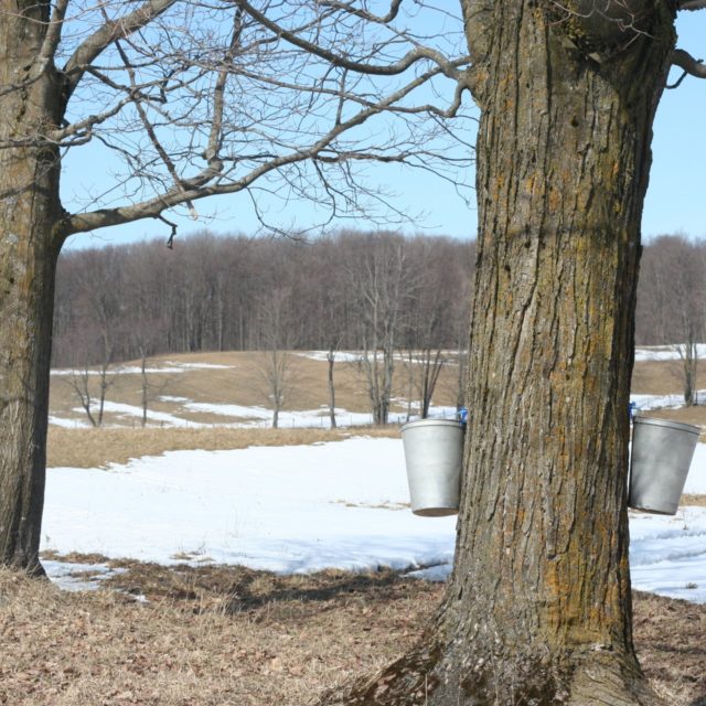 Pickens Maple Syrup Festival ElkinsRandolph County Tourism